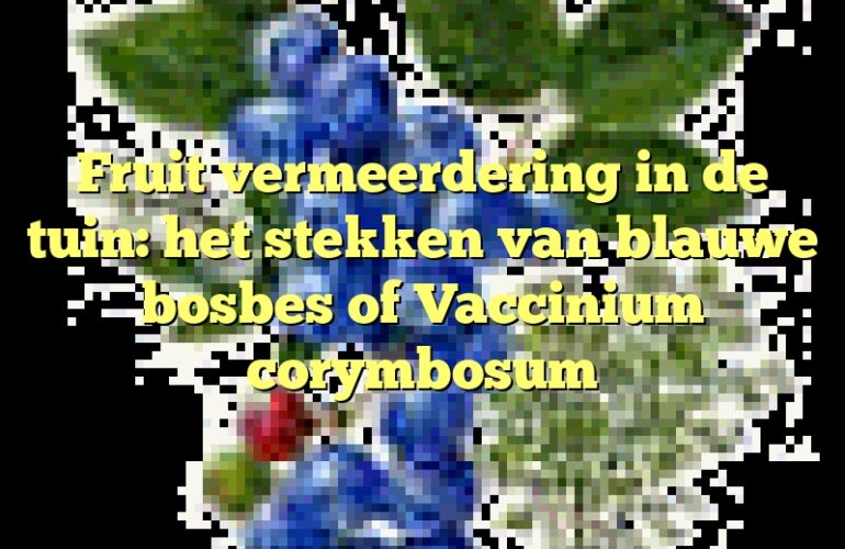 Fruit vermeerdering in de tuin: het stekken van blauwe bosbes of Vaccinium corymbosum