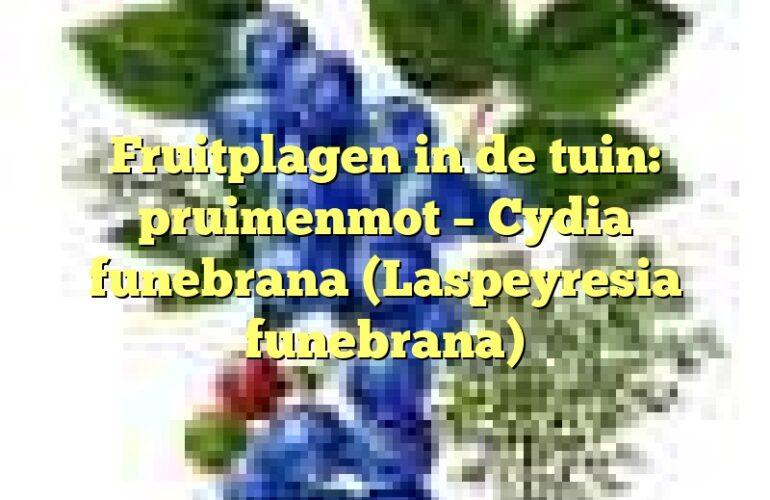 Fruitplagen in de tuin: pruimenmot – Cydia funebrana (Laspeyresia funebrana)