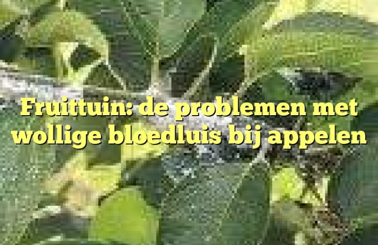 Fruittuin: de problemen met wollige bloedluis bij appelen