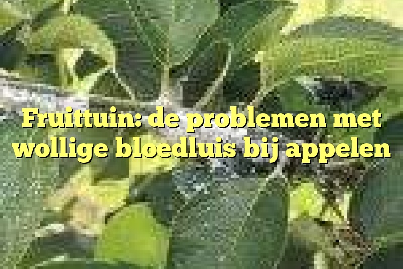 Fruittuin: de problemen met wollige bloedluis bij appelen