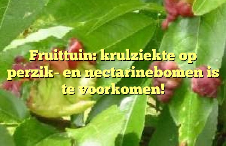 Fruittuin: krulziekte op perzik- en nectarinebomen is te voorkomen!