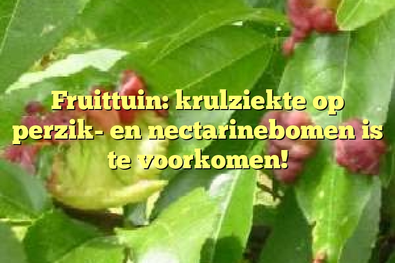 Fruittuin: krulziekte op perzik- en nectarinebomen is te voorkomen!