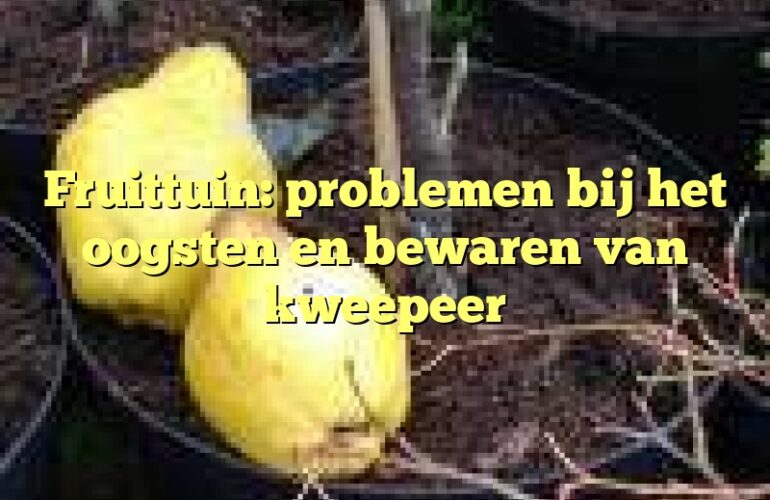 Fruittuin: problemen bij het oogsten en bewaren van kweepeer