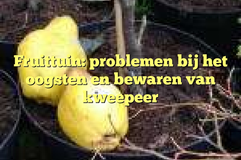 Fruittuin: problemen bij het oogsten en bewaren van kweepeer