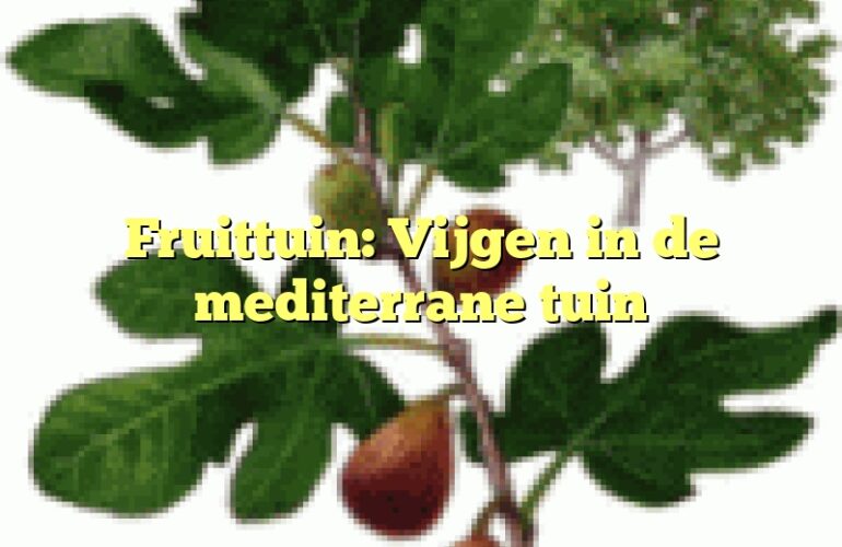 Fruittuin: Vijgen in de mediterrane tuin