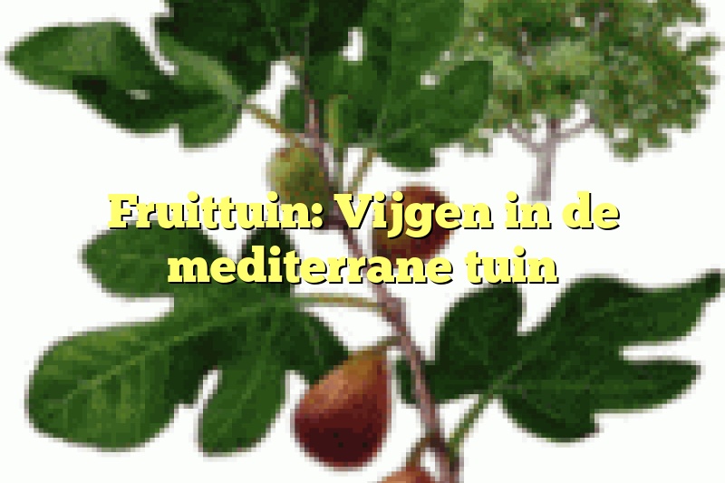 Fruittuin: Vijgen in de mediterrane tuin