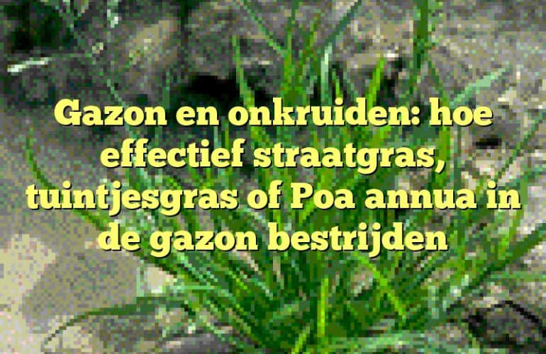 Gazon en onkruiden: hoe effectief straatgras, tuintjesgras of Poa annua in de gazon bestrijden