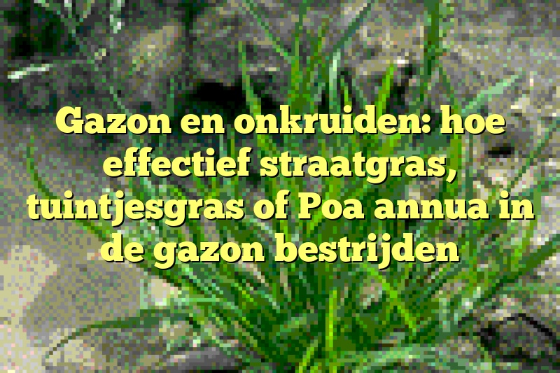 Gazon en onkruiden: hoe effectief straatgras, tuintjesgras of Poa annua in de gazon bestrijden