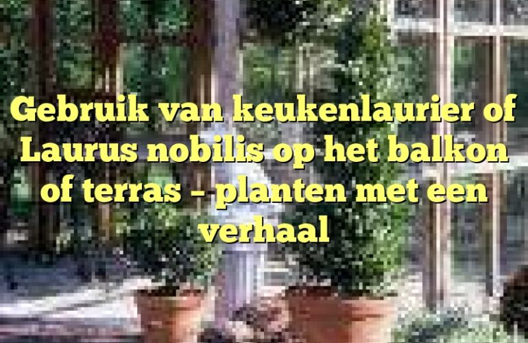 Gebruik van keukenlaurier of Laurus nobilis op het balkon of terras – planten met een verhaal