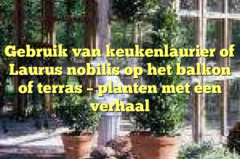 Gebruik van keukenlaurier of Laurus nobilis op het balkon of terras – planten met een verhaal