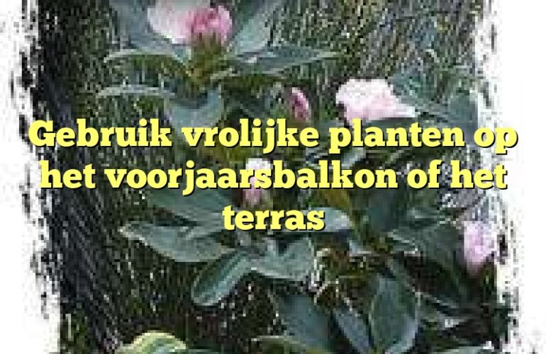 Gebruik vrolijke planten op het voorjaarsbalkon of het terras