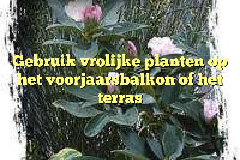 Gebruik vrolijke planten op het voorjaarsbalkon of het terras