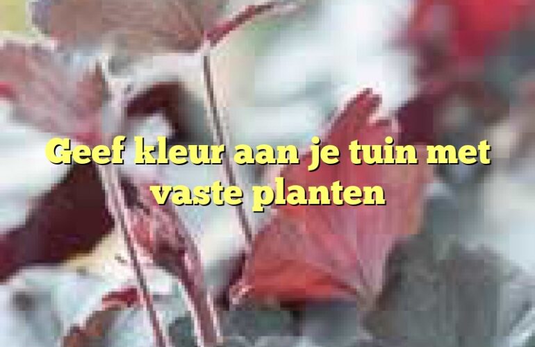 Geef kleur aan je tuin met  vaste planten