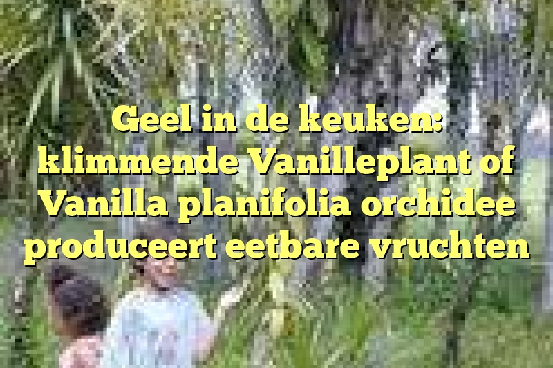 Geel in de keuken: klimmende Vanilleplant of Vanilla planifolia orchidee produceert eetbare vruchten