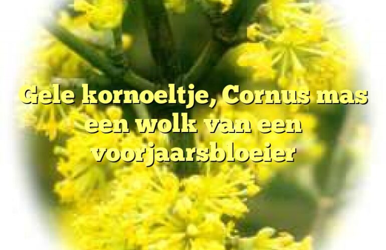 Gele kornoeltje, Cornus mas een wolk van een voorjaarsbloeier