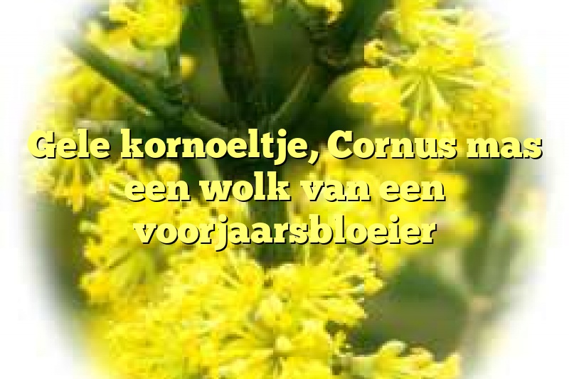 Gele kornoeltje, Cornus mas een wolk van een voorjaarsbloeier