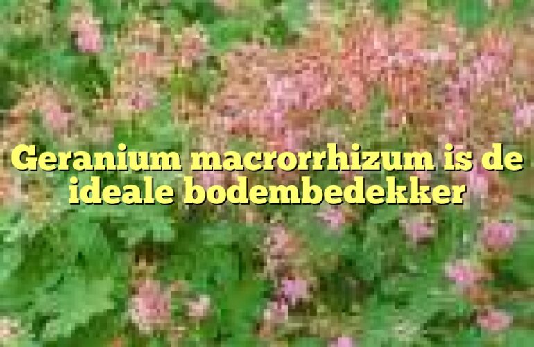 Geranium macrorrhizum is de ideale bodembedekker