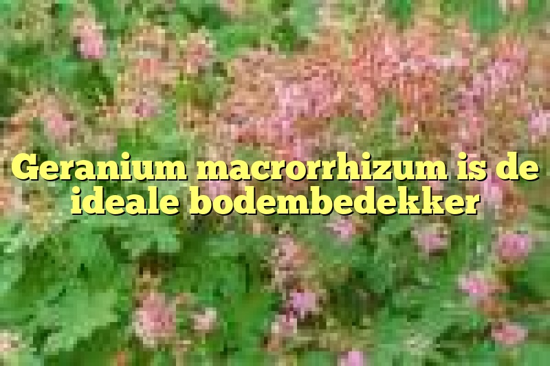 Geranium macrorrhizum is de ideale bodembedekker