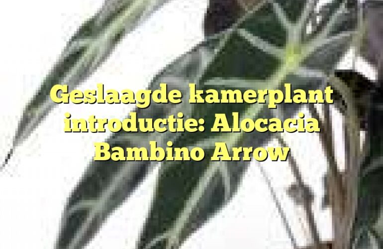 Geslaagde kamerplant introductie: Alocacia Bambino Arrow