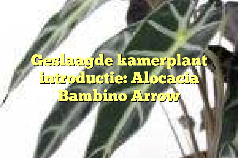 Geslaagde kamerplant introductie: Alocacia Bambino Arrow