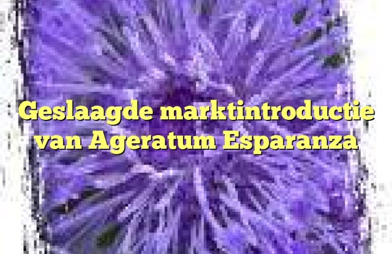 Geslaagde marktintroductie van Ageratum Esparanza