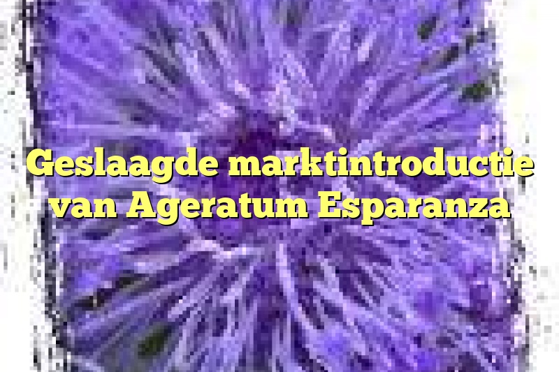 Geslaagde marktintroductie van Ageratum Esparanza