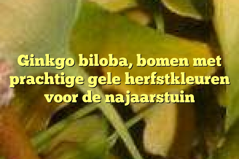 Ginkgo biloba, bomen met prachtige gele herfstkleuren voor de najaarstuin