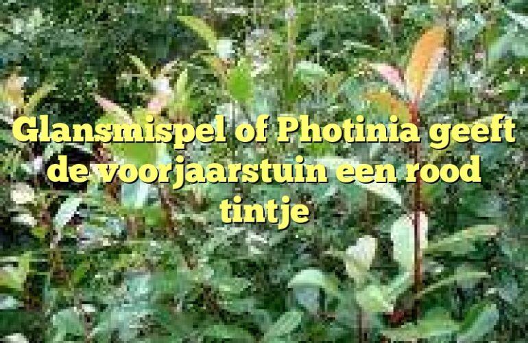 Glansmispel of Photinia geeft de voorjaarstuin een rood tintje