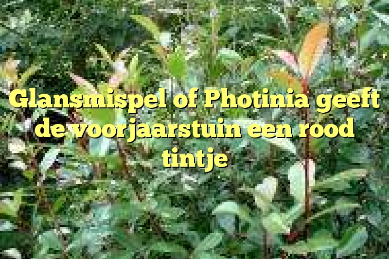 Glansmispel of Photinia geeft de voorjaarstuin een rood tintje