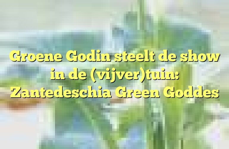 Groene Godin steelt de show in de (vijver)tuin: Zantedeschia Green Goddes