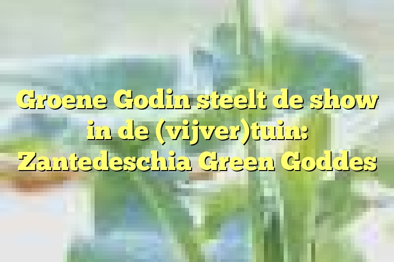 Groene Godin steelt de show in de (vijver)tuin: Zantedeschia Green Goddes