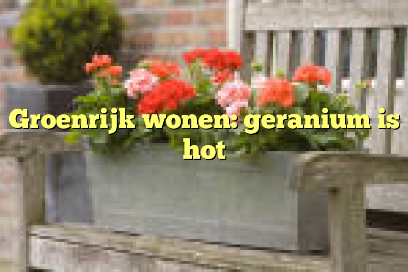 Groenrijk wonen: geranium is hot