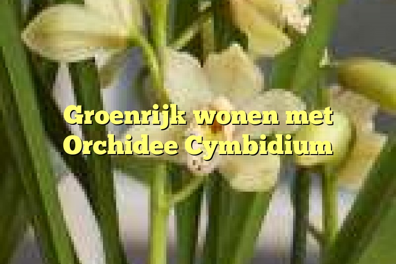 Groenrijk wonen met Orchidee Cymbidium