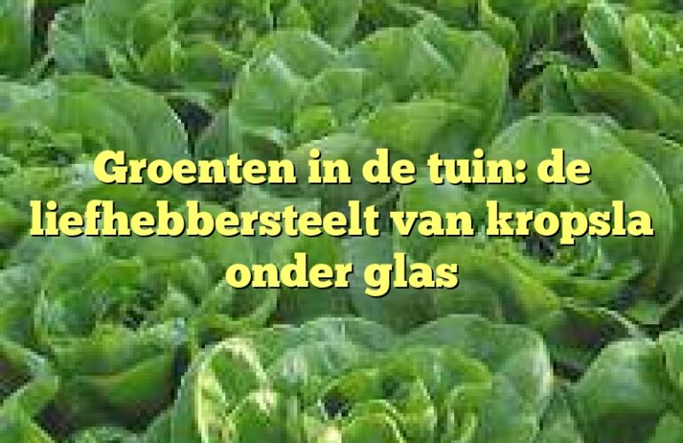 Groenten in de tuin: de liefhebbersteelt van kropsla onder glas