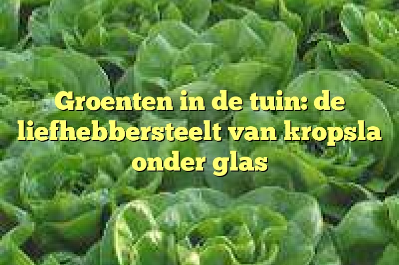 Groenten in de tuin: de liefhebbersteelt van kropsla onder glas