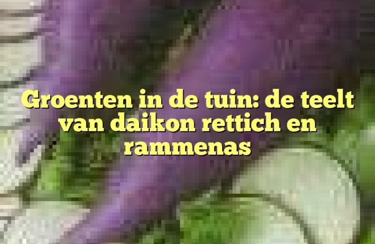 Groenten in de tuin: de teelt van daikon rettich en rammenas