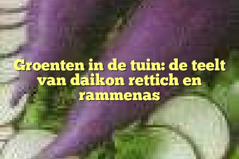 Groenten in de tuin: de teelt van daikon rettich en rammenas