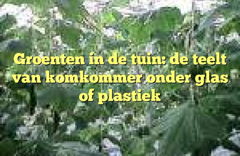 Groenten in de tuin: de teelt van komkommer onder glas of plastiek