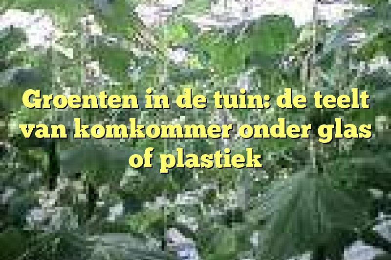 Groenten in de tuin: de teelt van komkommer onder glas of plastiek