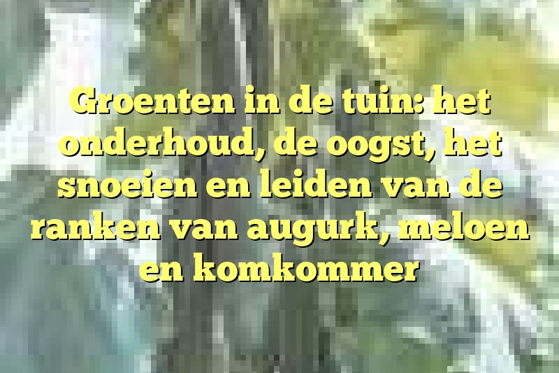 Groenten in de tuin: het onderhoud, de oogst, het snoeien en leiden van de ranken van augurk, meloen en komkommer