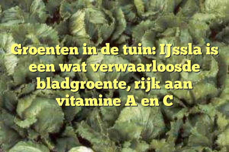 Groenten in de tuin: IJssla is een wat verwaarloosde bladgroente, rijk aan vitamine A en C