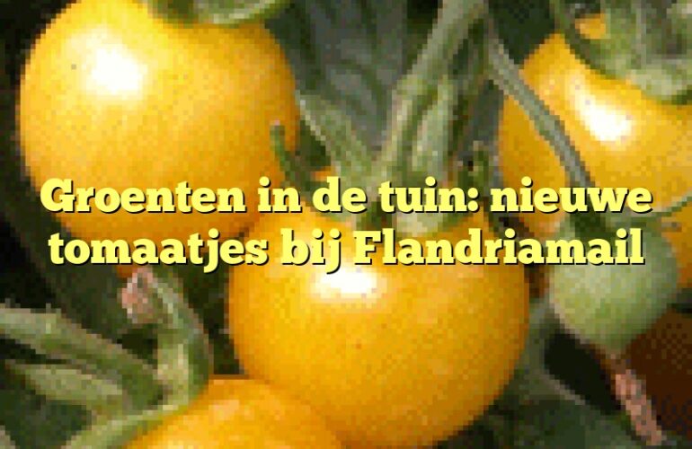 Groenten in de tuin: nieuwe tomaatjes bij Flandriamail