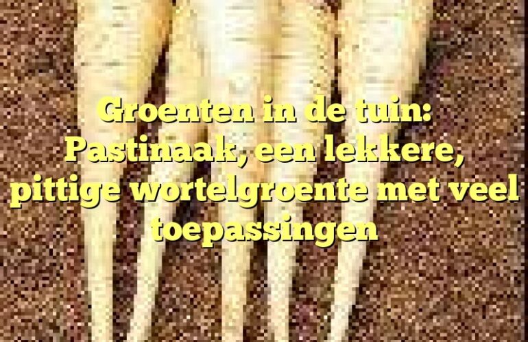 Groenten in de tuin: Pastinaak, een lekkere, pittige wortelgroente met veel toepassingen