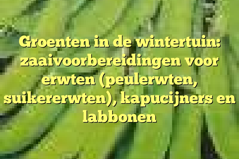 Groenten in de wintertuin: zaaivoorbereidingen voor erwten (peulerwten, suikererwten), kapucijners en labbonen