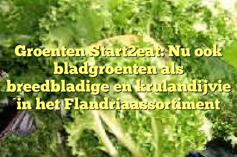 Groenten Start2eat: Nu ook bladgroenten als breedbladige en krulandijvie in het Flandriaassortiment