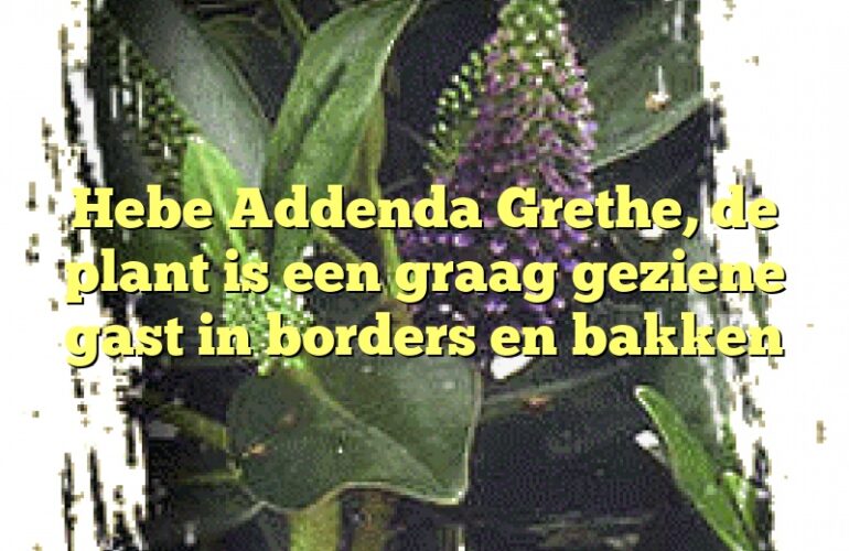 Hebe Addenda Grethe, de plant is een graag geziene gast in borders en bakken