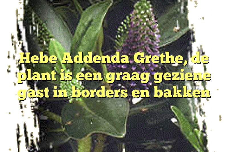 Hebe Addenda Grethe, de plant is een graag geziene gast in borders en bakken