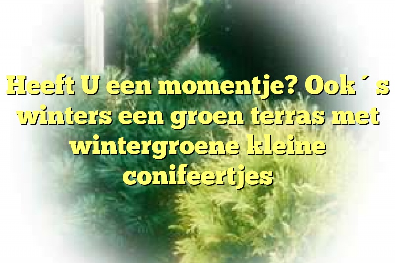 Heeft U een momentje? Ook ´s winters een groen terras met wintergroene kleine conifeertjes