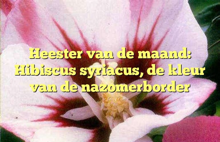 Heester van de maand: Hibiscus syriacus, de kleur van de nazomerborder