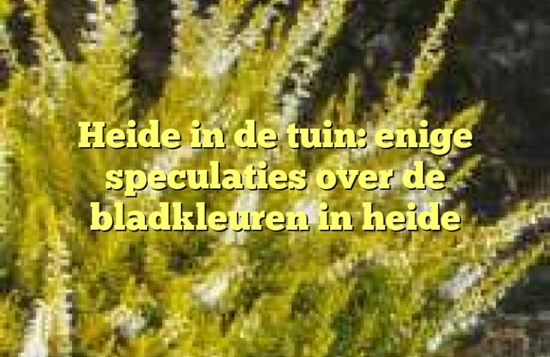 Heide in de tuin: enige speculaties over de bladkleuren in heide